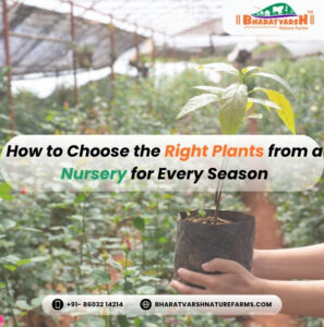 How to Choose the Right Plants from a Nursery for Every Season - Bharatvarsh Nature Farms
