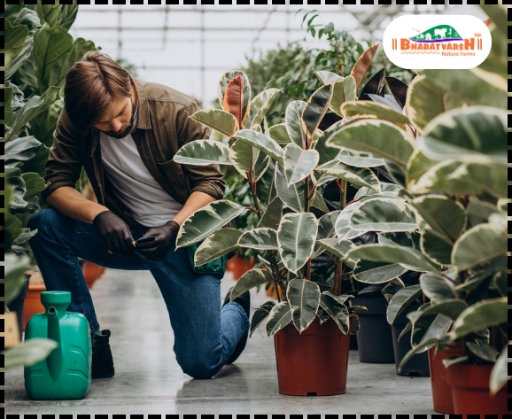 How to select healthy nursery plants - Bharatvarsh Nature Farms