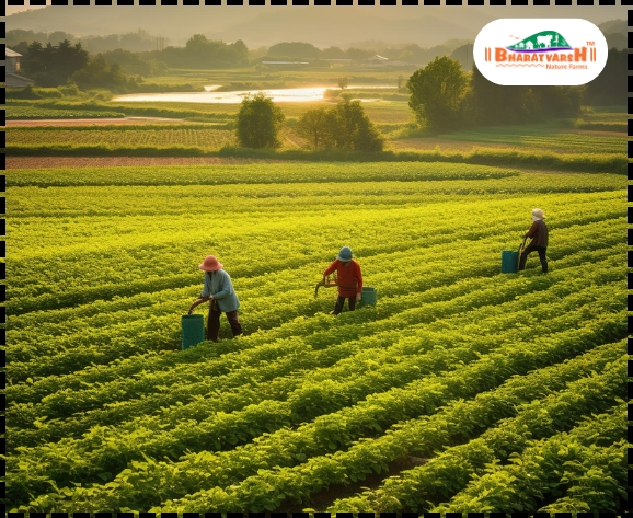 Organic Farming - Bharatvarsh Nature Farms