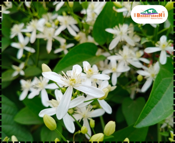 Seasonal plants selection guide - Bharatvarsh Nature Farms