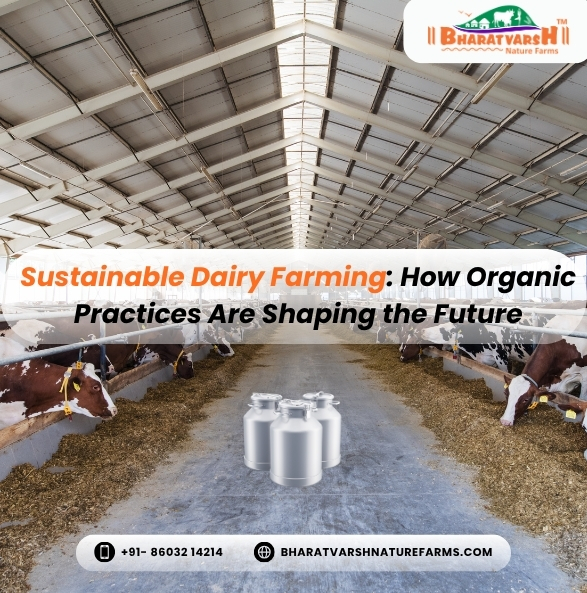 Sustainable Dairy Farming How Organic Practices Are Shaping the Future - Bharatvarsh Nature Farms